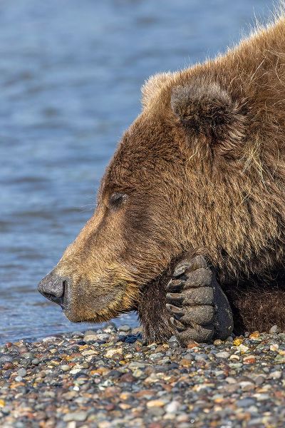 Jones, Adam 아티스트의 Adult grizzly bear resting on beach-Lake Clark National Park and Preserve-Alaska작품입니다.